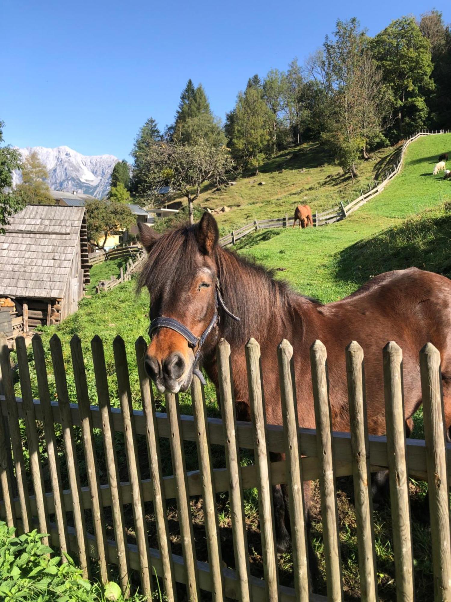 Villa Auerhof Schladming Esterno foto