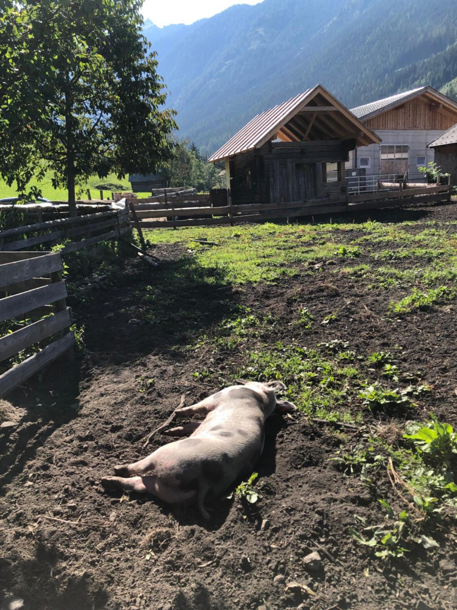 Villa Auerhof Schladming Esterno foto
